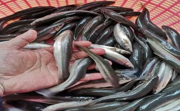 商品鱼购销合同最新6篇