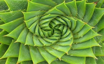 我的植物朋友小学生作文8篇