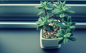 写植物的优秀作文600字6篇