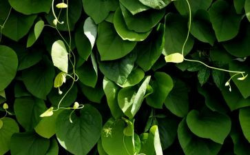 植物染教案7篇