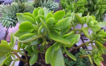 300字植物作文6篇