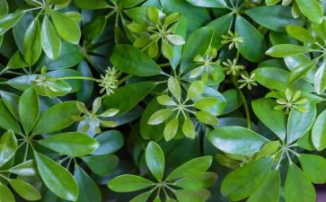植物染教案优质8篇