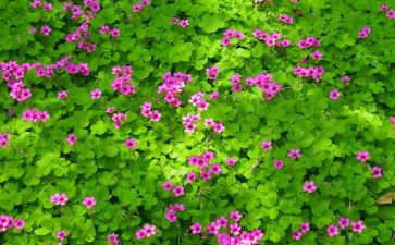 描写植物的作文400字8篇