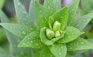 植物大班教案5篇