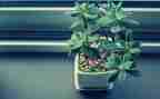 写植物的优秀作文600字6篇
