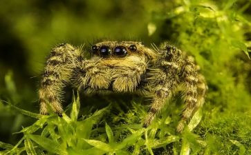 《蜘蛛》作文模板5篇