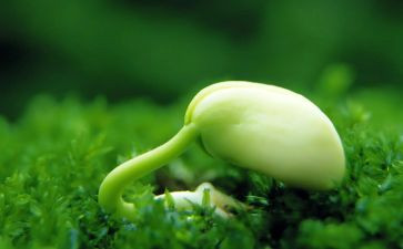 购种子合同通用6篇