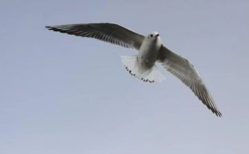 心灵自由的作文5篇